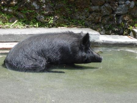 zoo pig hilo